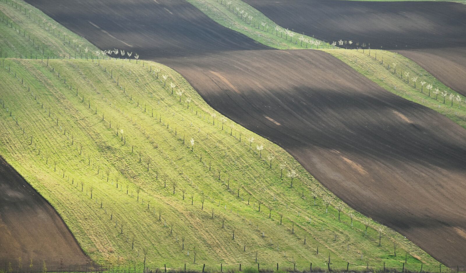 Nikon D5500 sample photo. Bio belts, field, grain photography