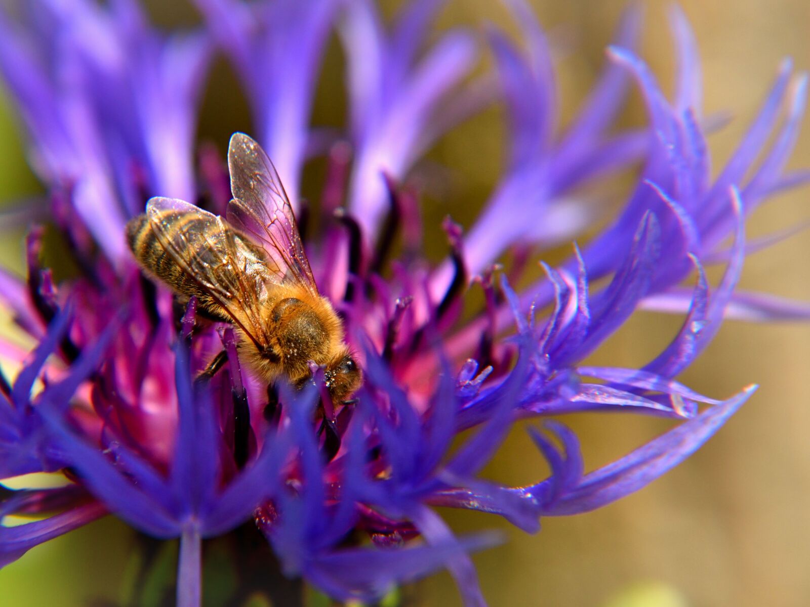 Nikon D5500 sample photo. Bee, cornflower, nature photography