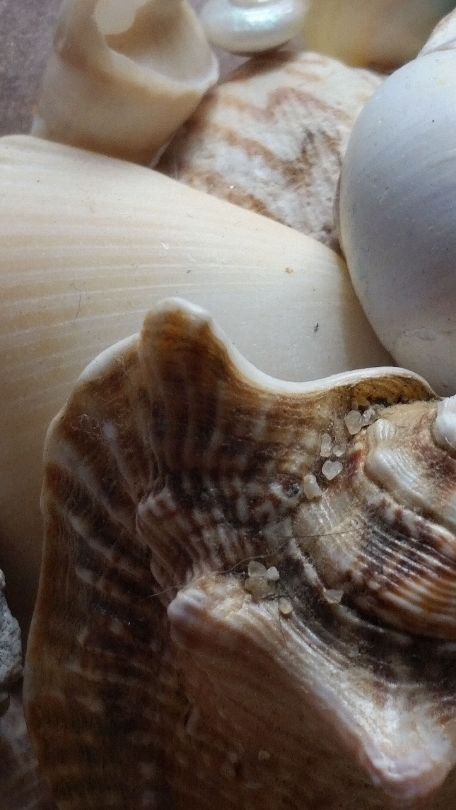 Samsung Galaxy S5 sample photo. Nature, sea, closeup photography