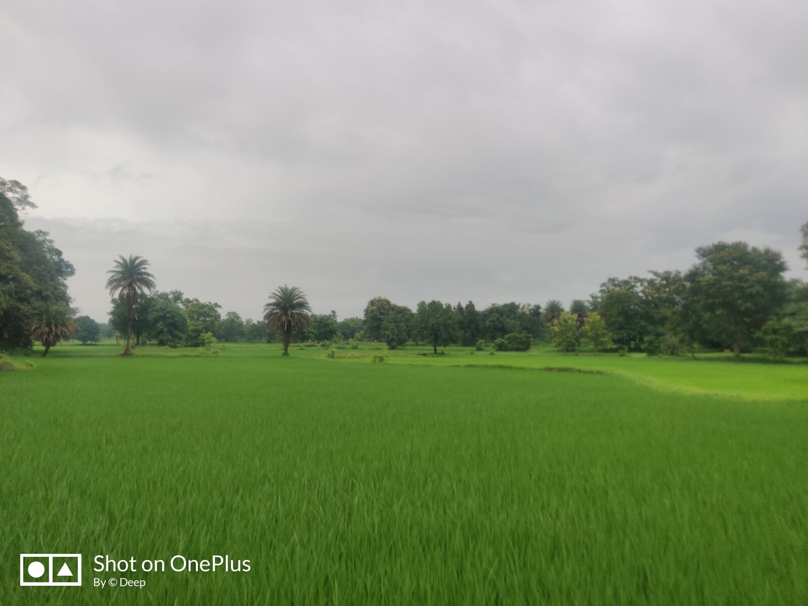 OnePlus GM1901 sample photo. Green field, greenery, grass photography