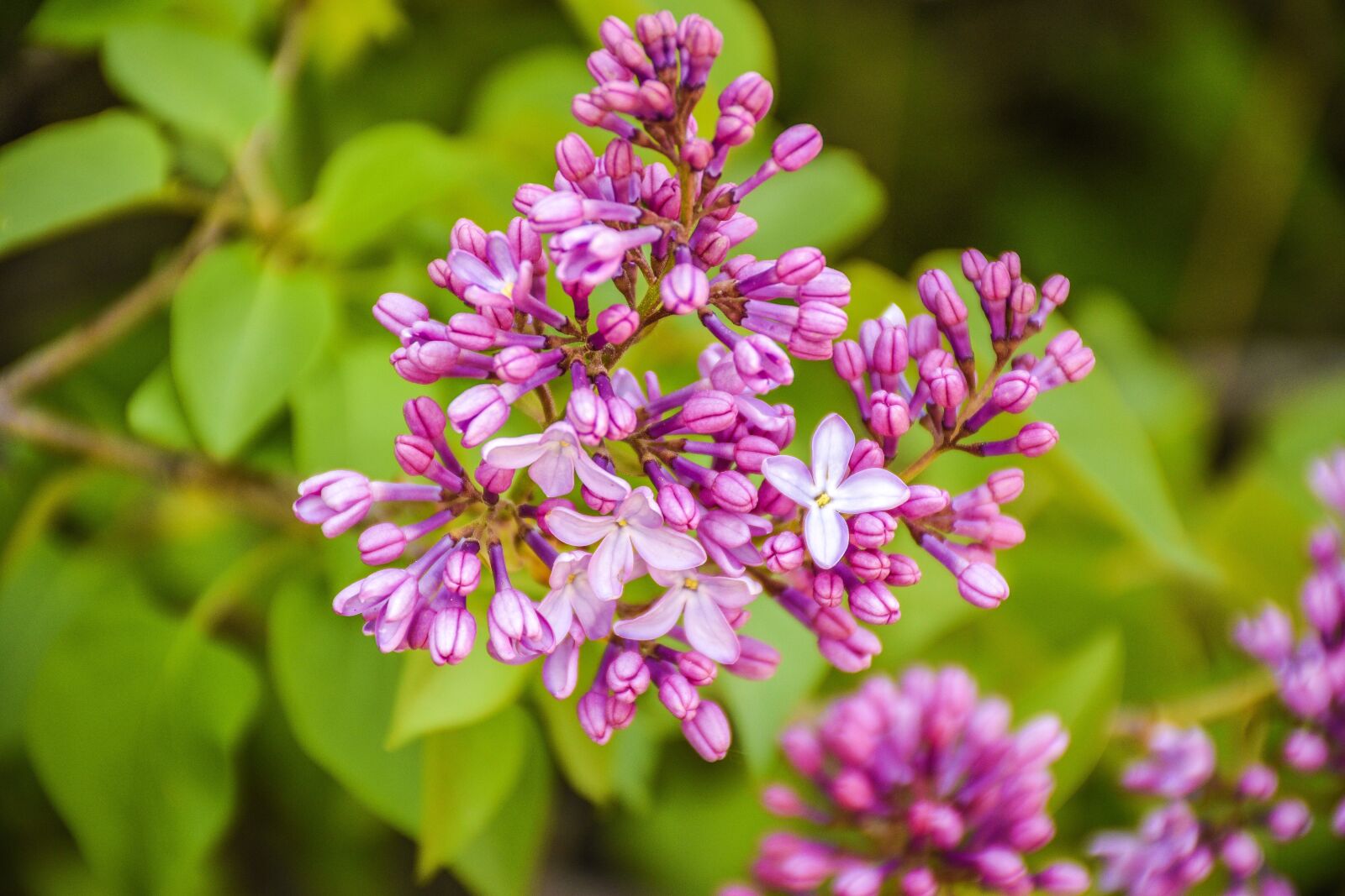 Nikon D5600 sample photo. Flowers, blooming, bloom photography