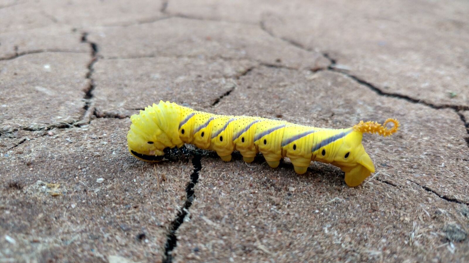 Motorola Moto X Play sample photo. Insect, caterpillar, outdoors photography