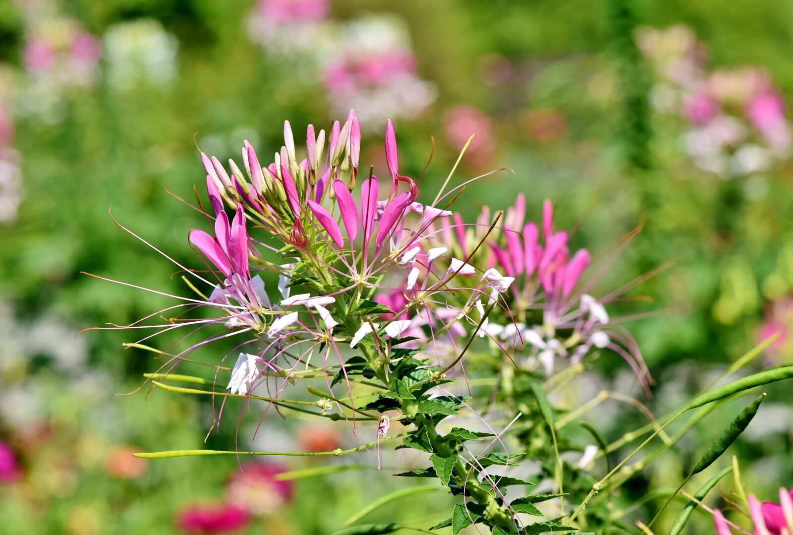 Nikon D7200 sample photo. Spider flower, flower, spider photography