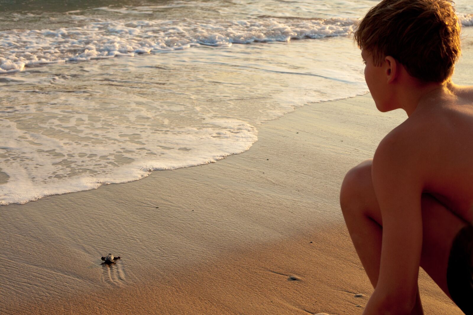 Canon EF 50mm F1.8 II sample photo. Goodbye, beginnings, turtle photography