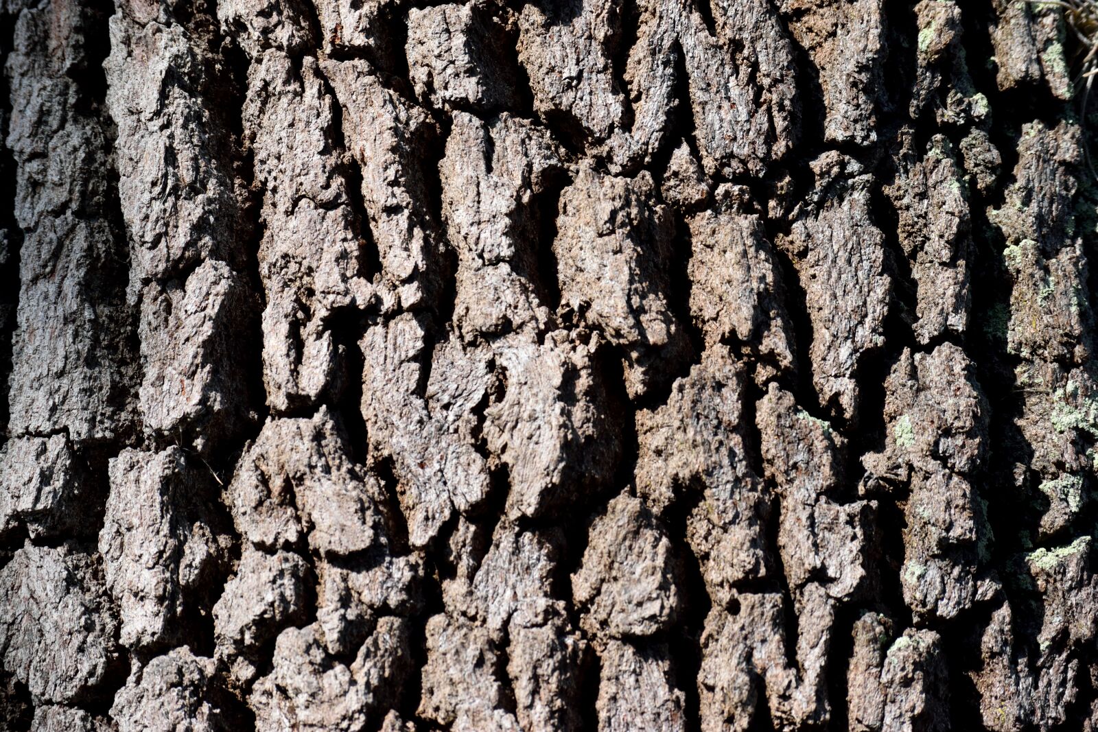 Nikon D3300 sample photo. Tree bark, tree, background photography