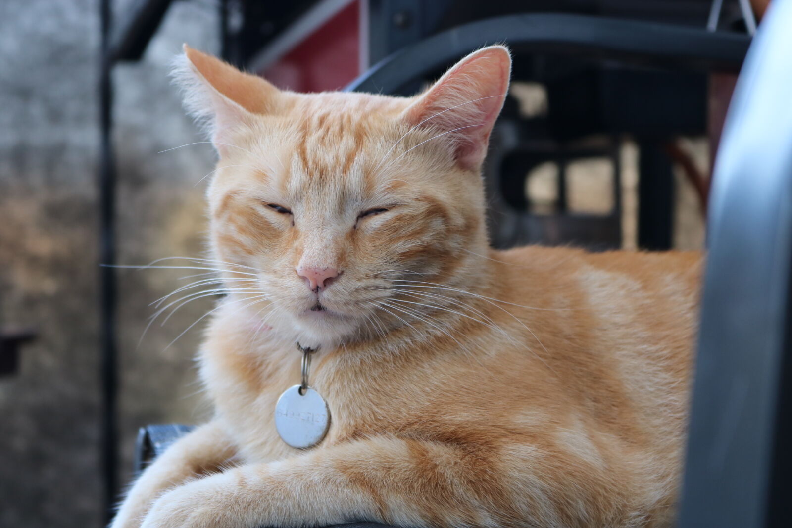Canon EOS 750D (EOS Rebel T6i / EOS Kiss X8i) sample photo. Animal, animal, photography, blue photography