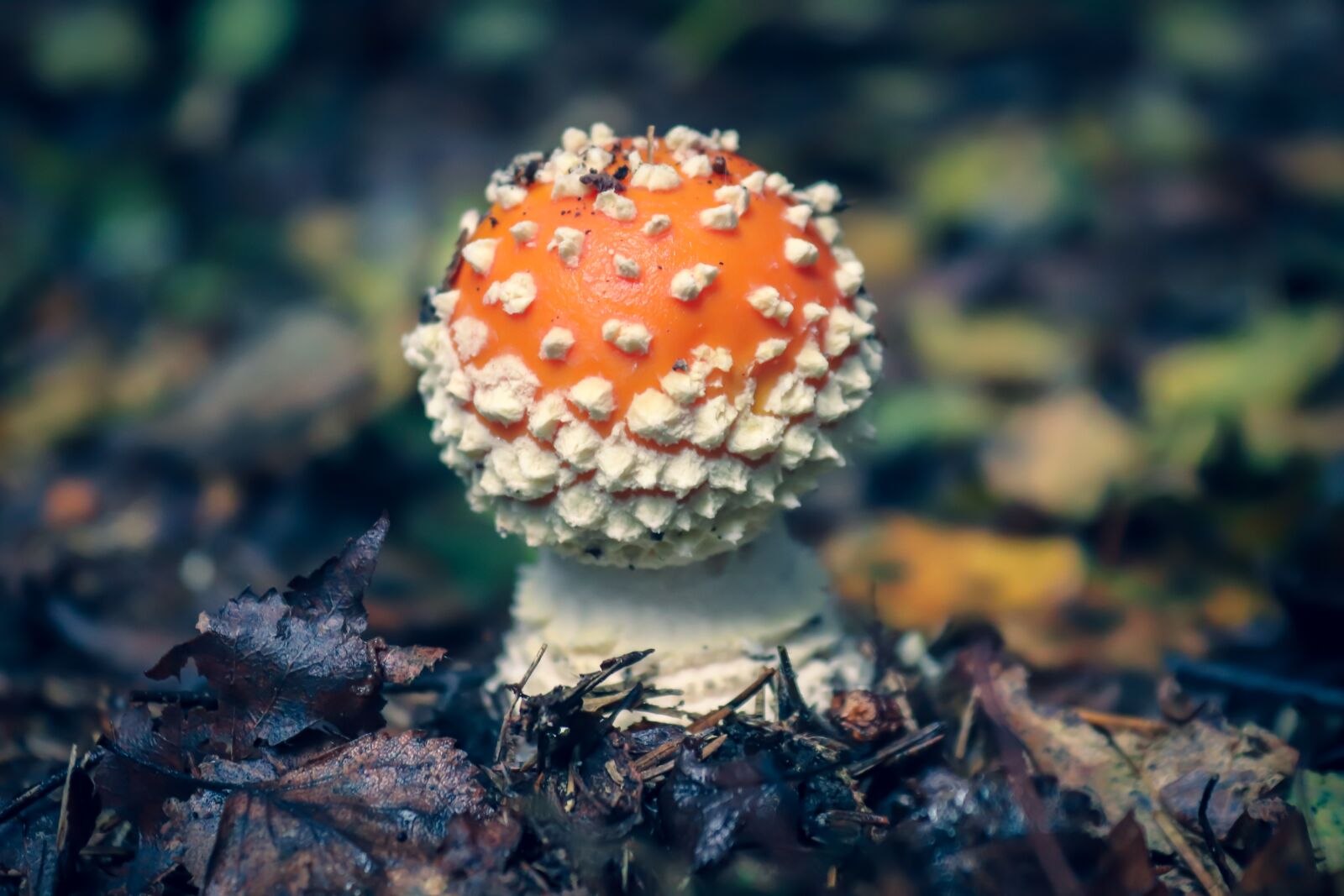 Canon EOS 200D (EOS Rebel SL2 / EOS Kiss X9) sample photo. Fly agaric, mushroom, forest photography
