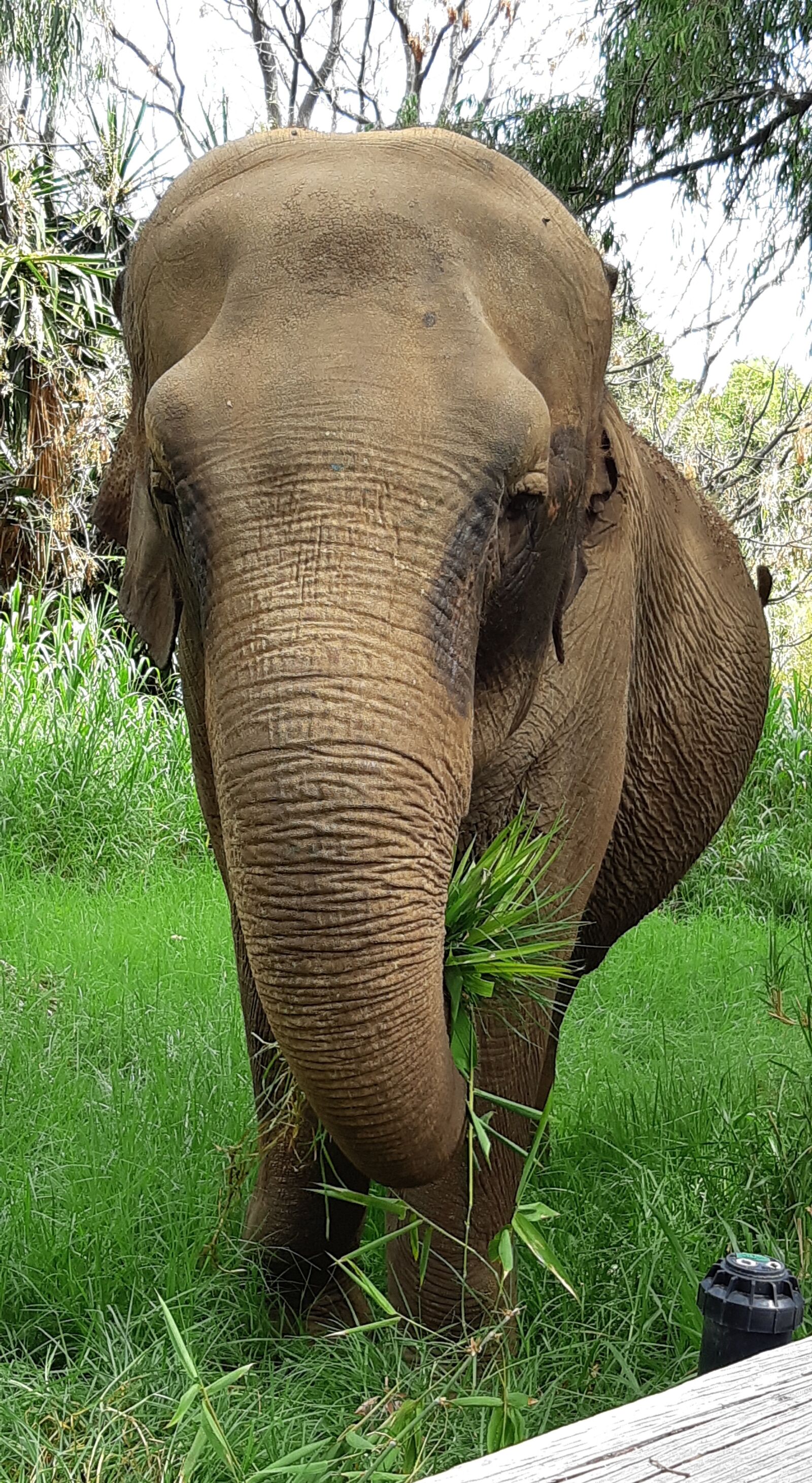 Samsung Galaxy A8(2018) sample photo. Elephant, tricia, perth zoo photography