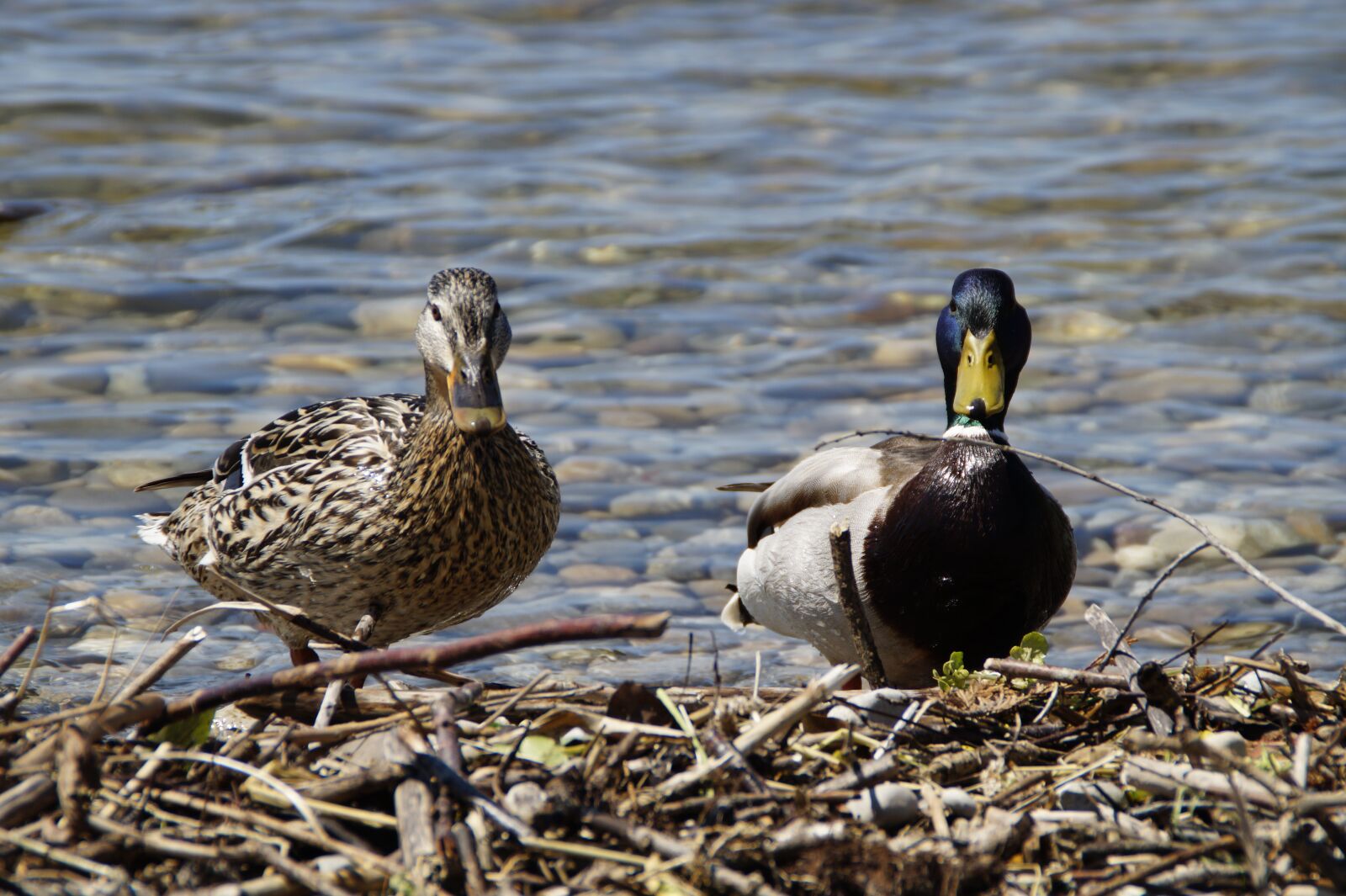 Sony SLT-A58 sample photo. Ducks, mallards, birds photography