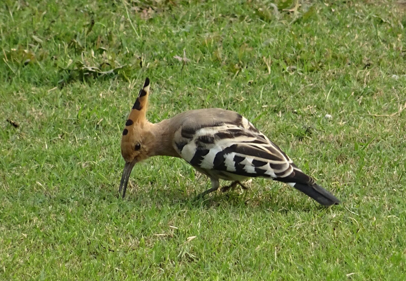 Sony DSC-HX60V sample photo. Bird, avian, hoopoe photography