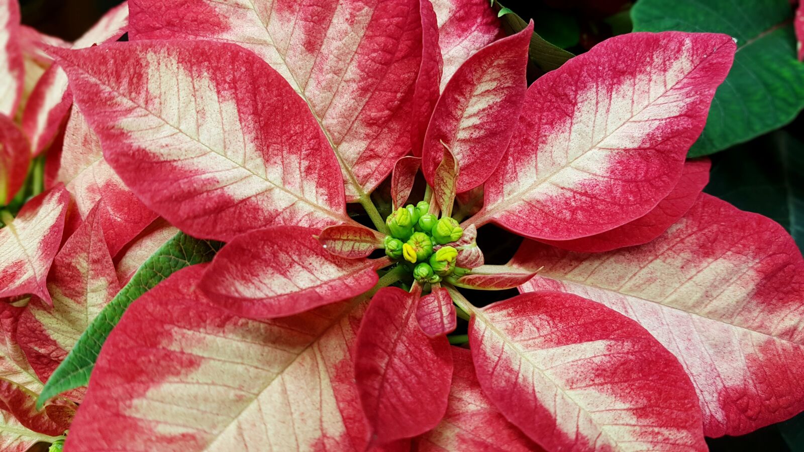 Samsung Galaxy S7 Edge sample photo. Christmas, poinsettia, deco photography