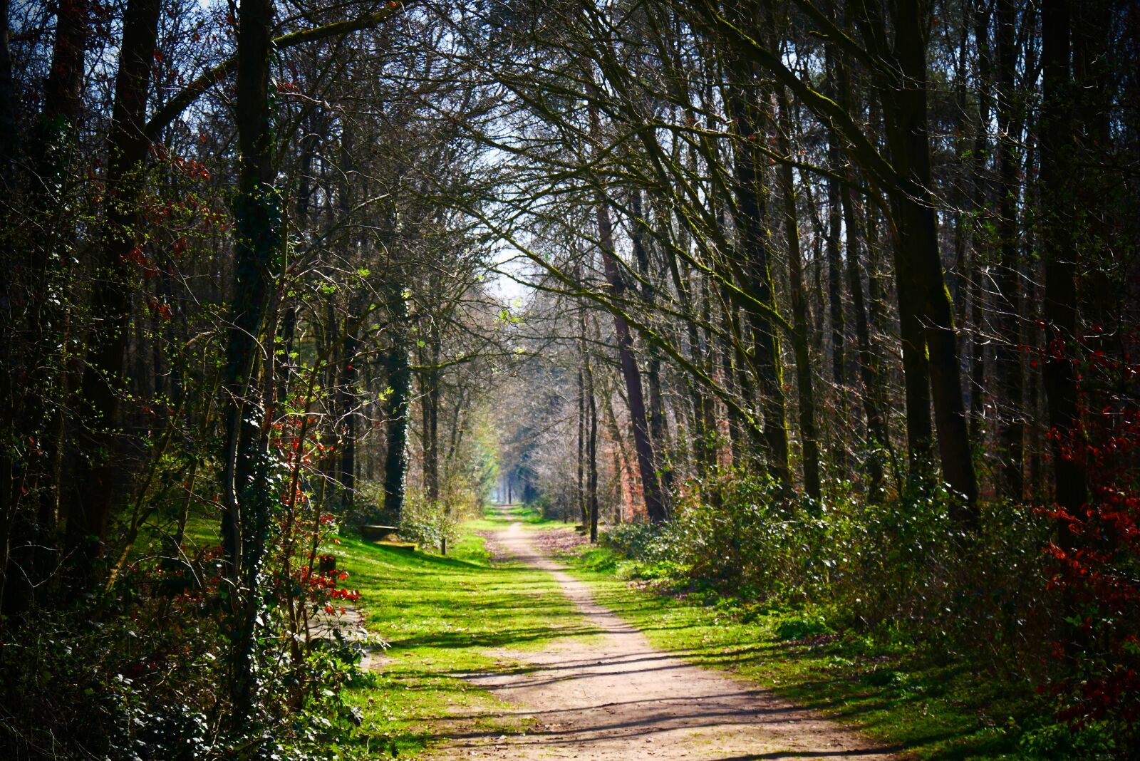Panasonic Lumix DMC-G85 (Lumix DMC-G80) sample photo. Forest, path, forest path photography
