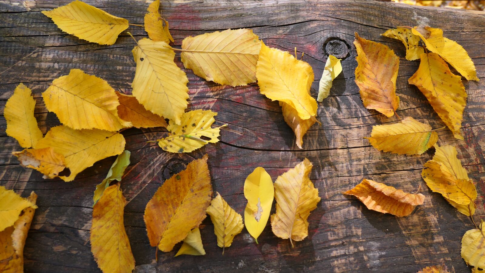 Panasonic Lumix DMC-LX10 (Lumix DMC-LX15) sample photo. Foliage, autumn, park photography