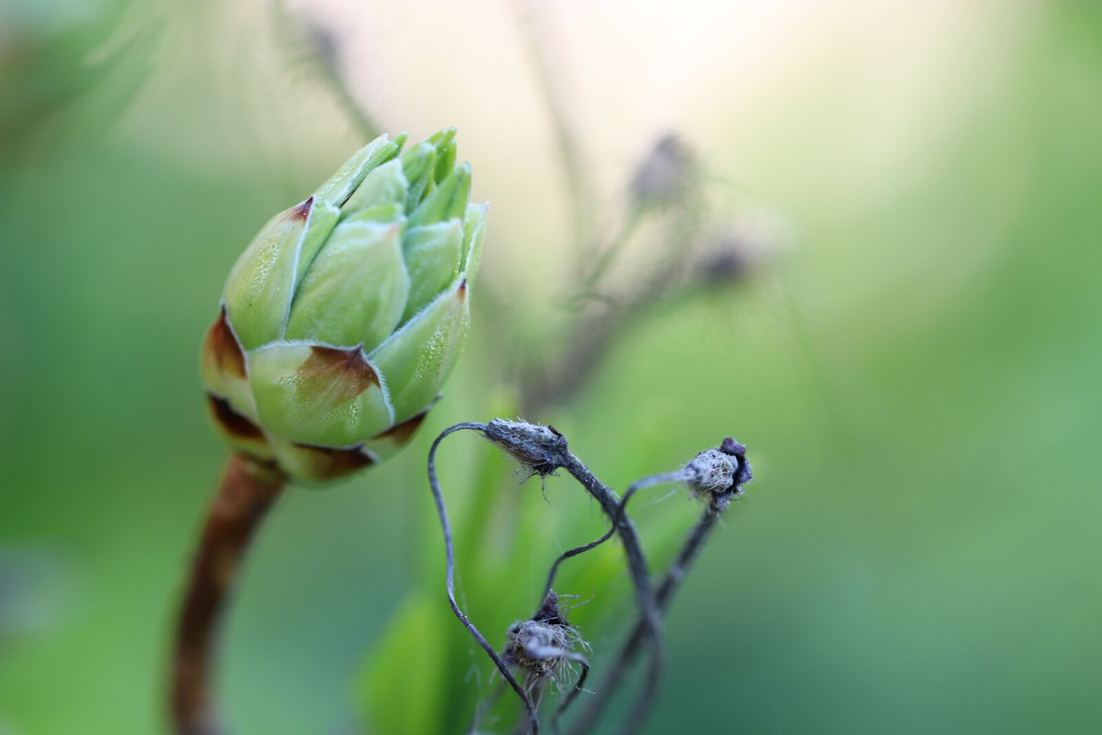 Canon EOS 77D (EOS 9000D / EOS 770D) sample photo. Bud, macro, flower photography