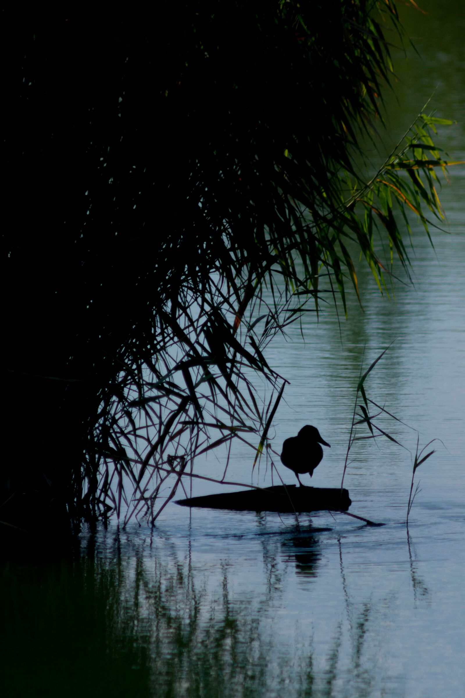 Canon EF 75-300mm F4.0-5.6 IS USM sample photo. Duck, lake, bird photography