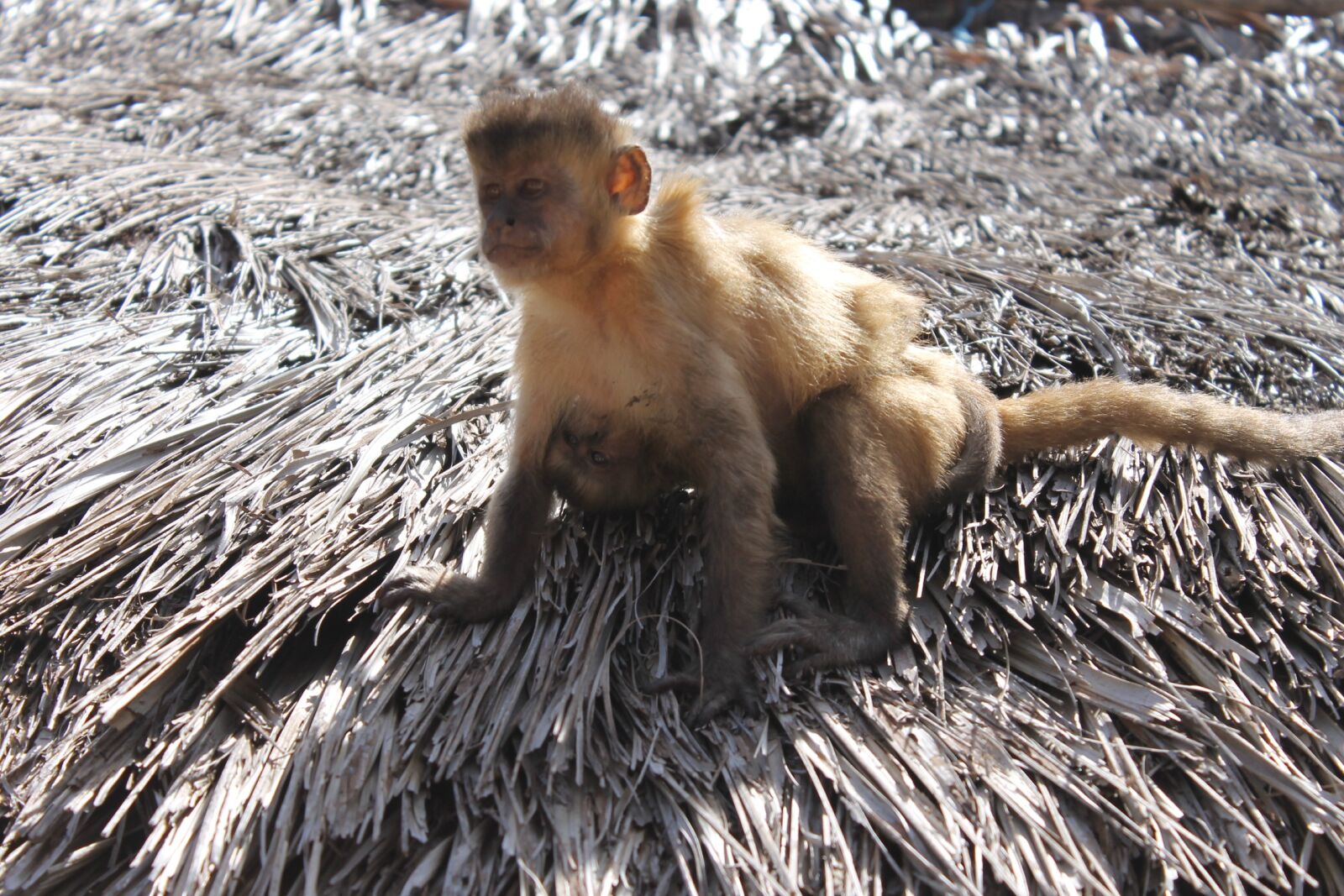 Canon EOS 1100D (EOS Rebel T3 / EOS Kiss X50) sample photo. Animals, nature, monkeys photography