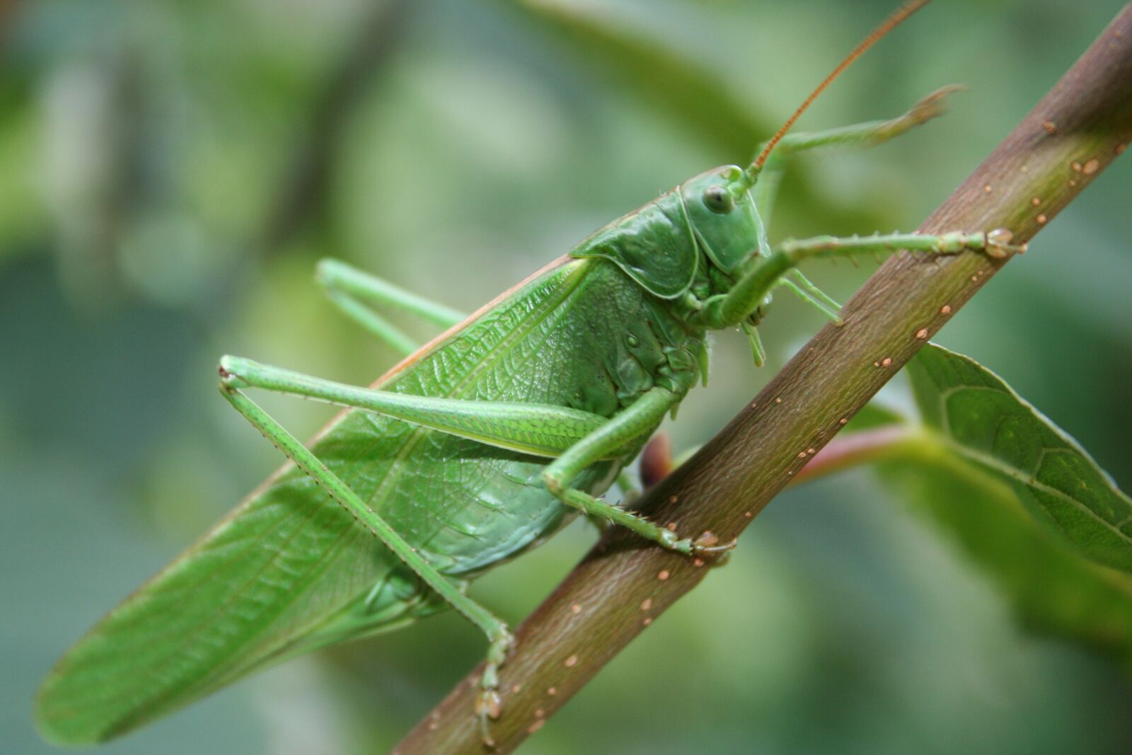 Canon EOS 350D (EOS Digital Rebel XT / EOS Kiss Digital N) sample photo. Grasshopper, norwegian, the nature photography