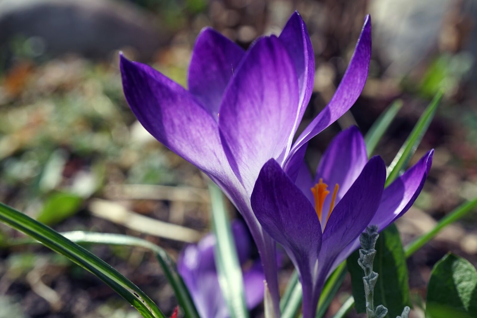 Sony a7 sample photo. Crocus, spring, early bloomer photography