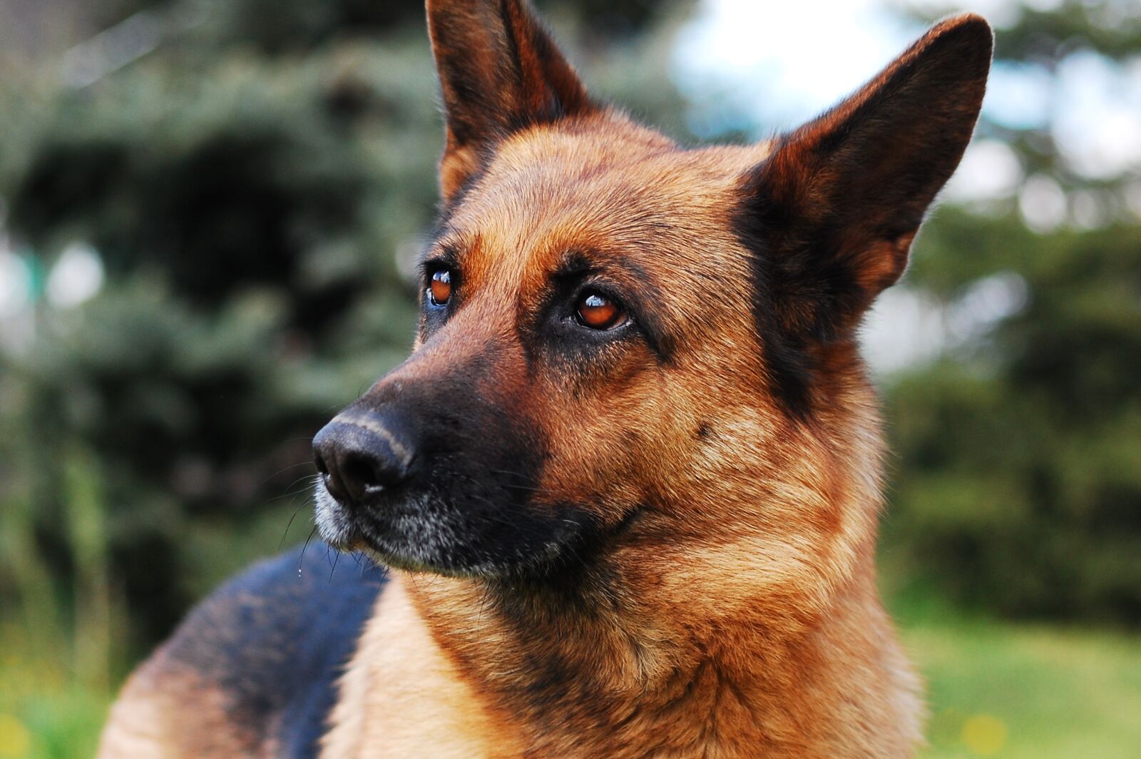 Nikon D40 sample photo. Dog, animal, german shepherd photography