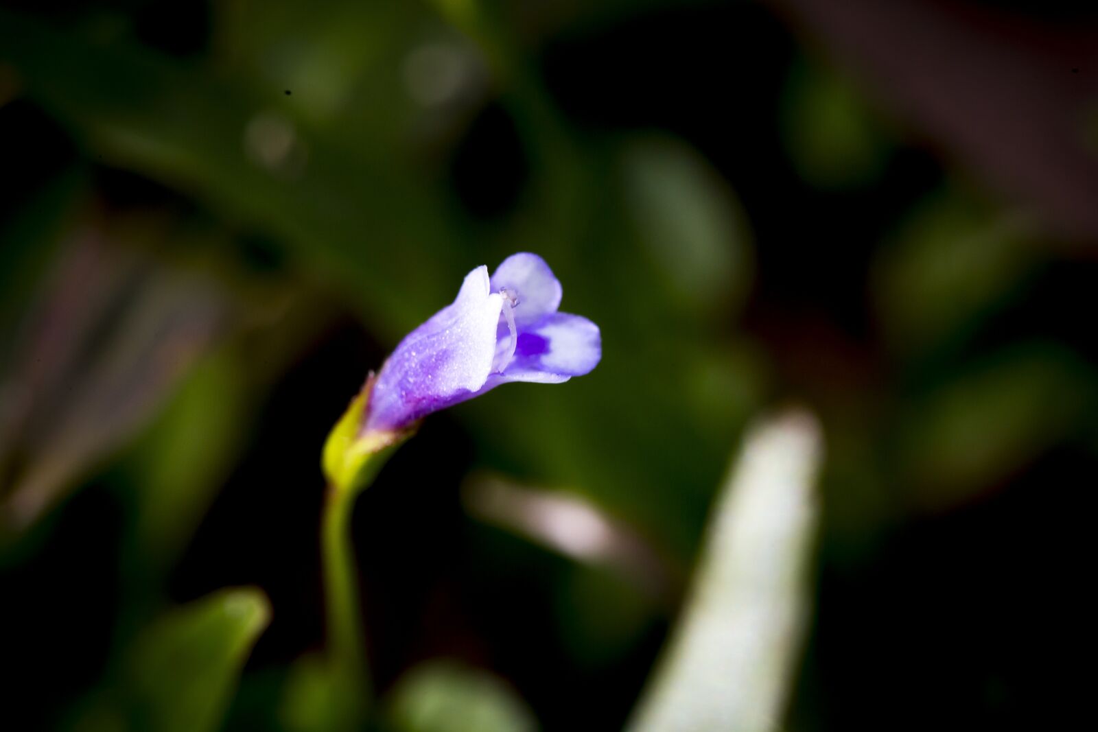 Canon EOS 6D + Canon EF 100mm F2.8 Macro USM sample photo. Flower, background, natural photography
