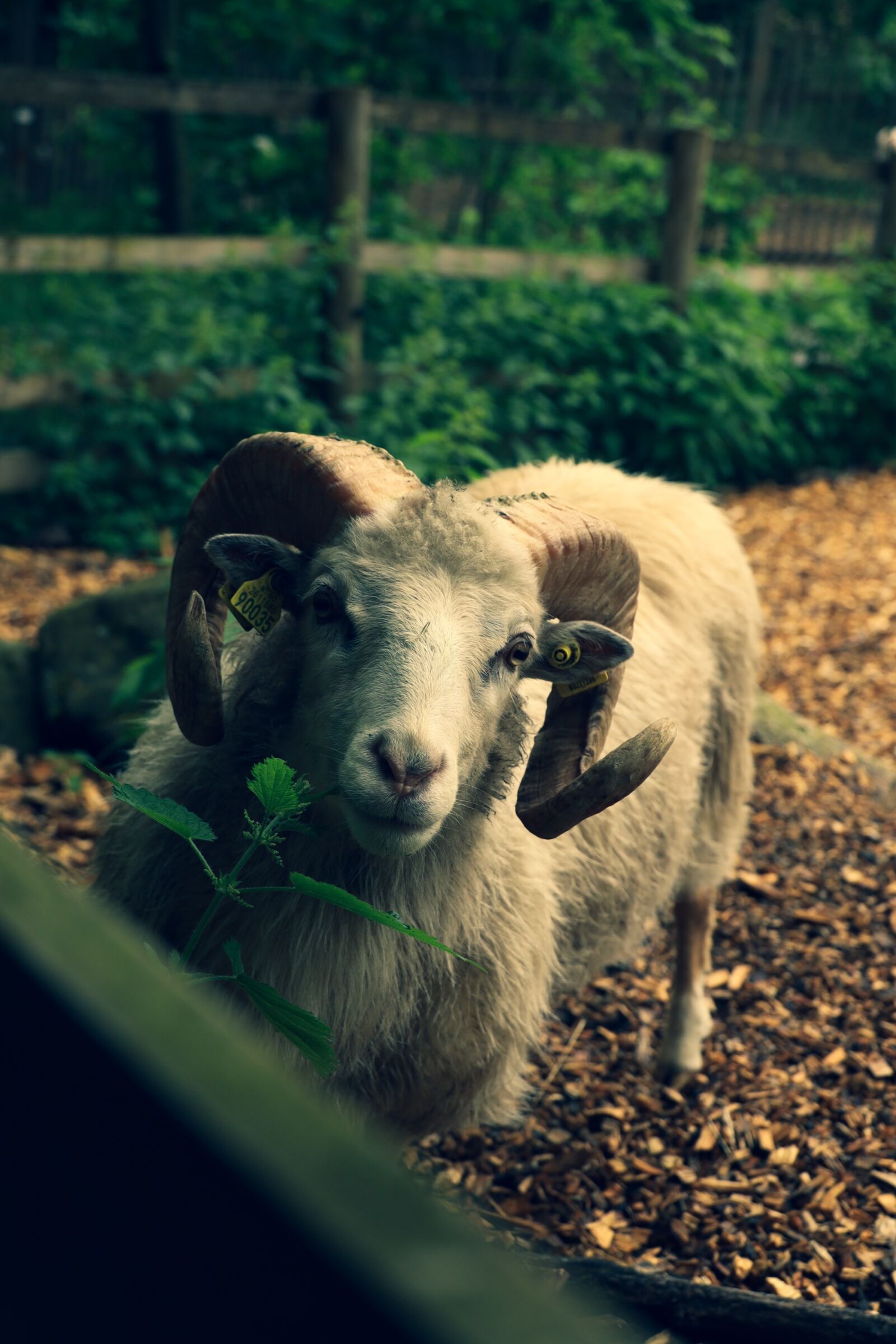 Canon RF 24-240mm F4-6.3 IS USM sample photo. Sheep, horns, animal photography