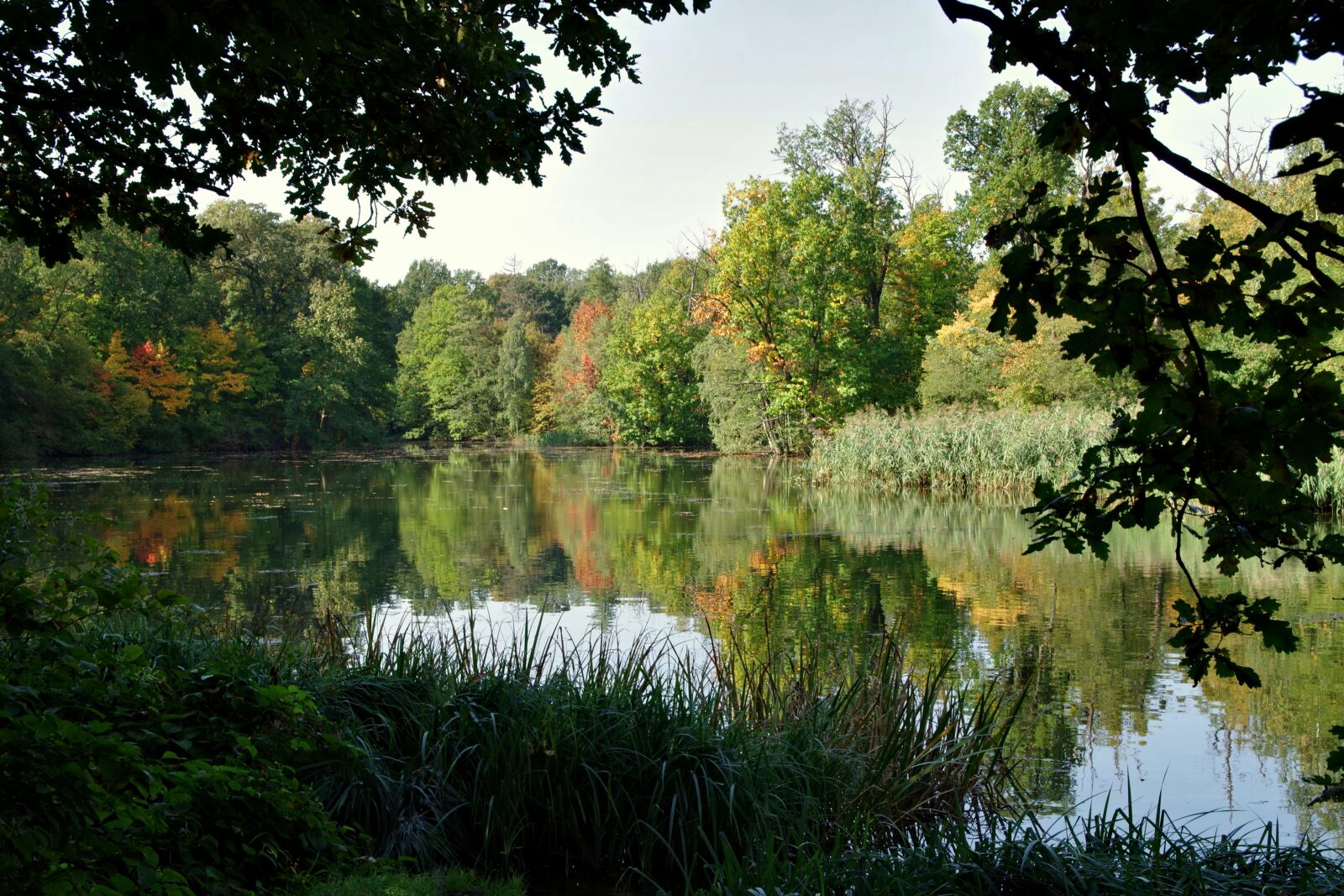 Pentax K-S2 sample photo. Pond, forest, park photography