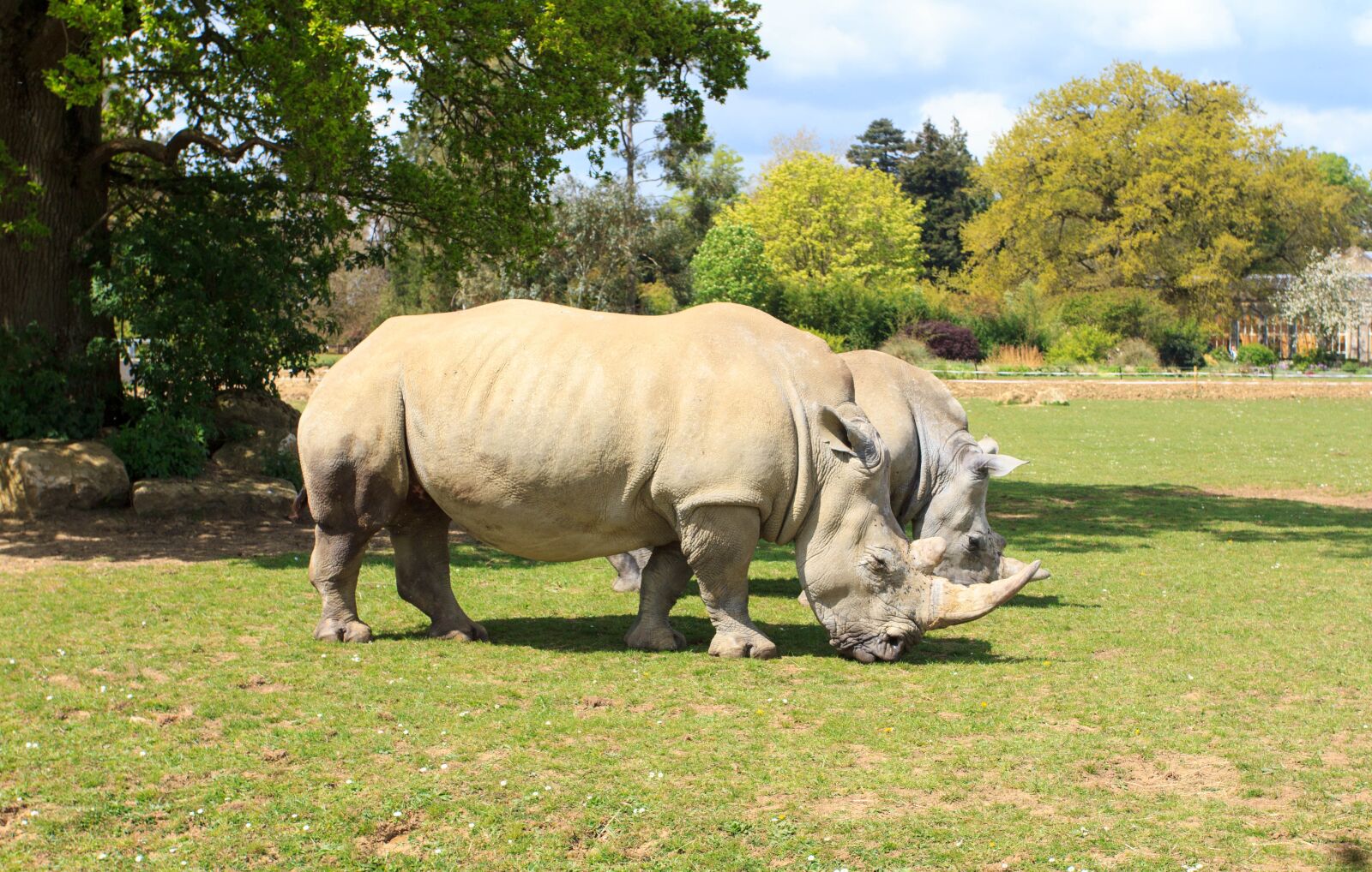 Canon EOS 60D + Canon EF 17-40mm F4L USM sample photo. Rhino, zoo, animal photography