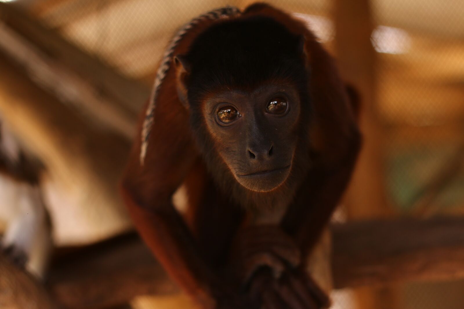 Canon EOS 70D + Canon EF 50mm F1.8 II sample photo. Monkey, zoo, animal photography