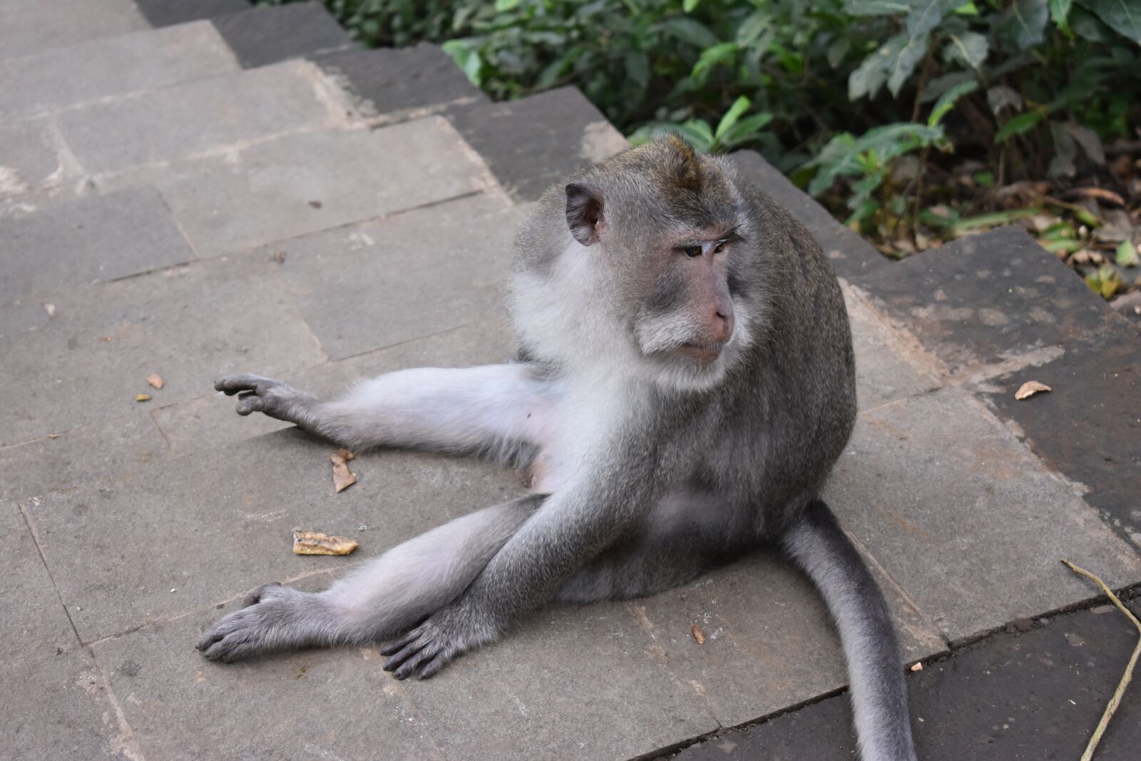Nikon D3400 sample photo. Monkey forest, animal, jungle photography