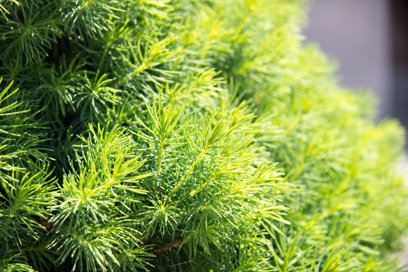Canon EOS 100D (EOS Rebel SL1 / EOS Kiss X7) + Canon EF-S 17-85mm F4-5.6 IS USM sample photo. Needles, spruce, freshness photography