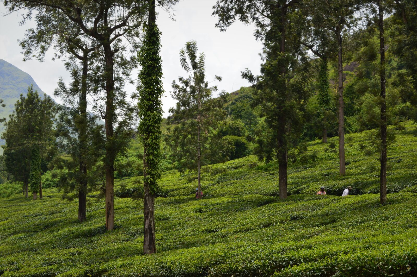 Nikon D3200 sample photo. Tea plantation, agriculture, nature photography