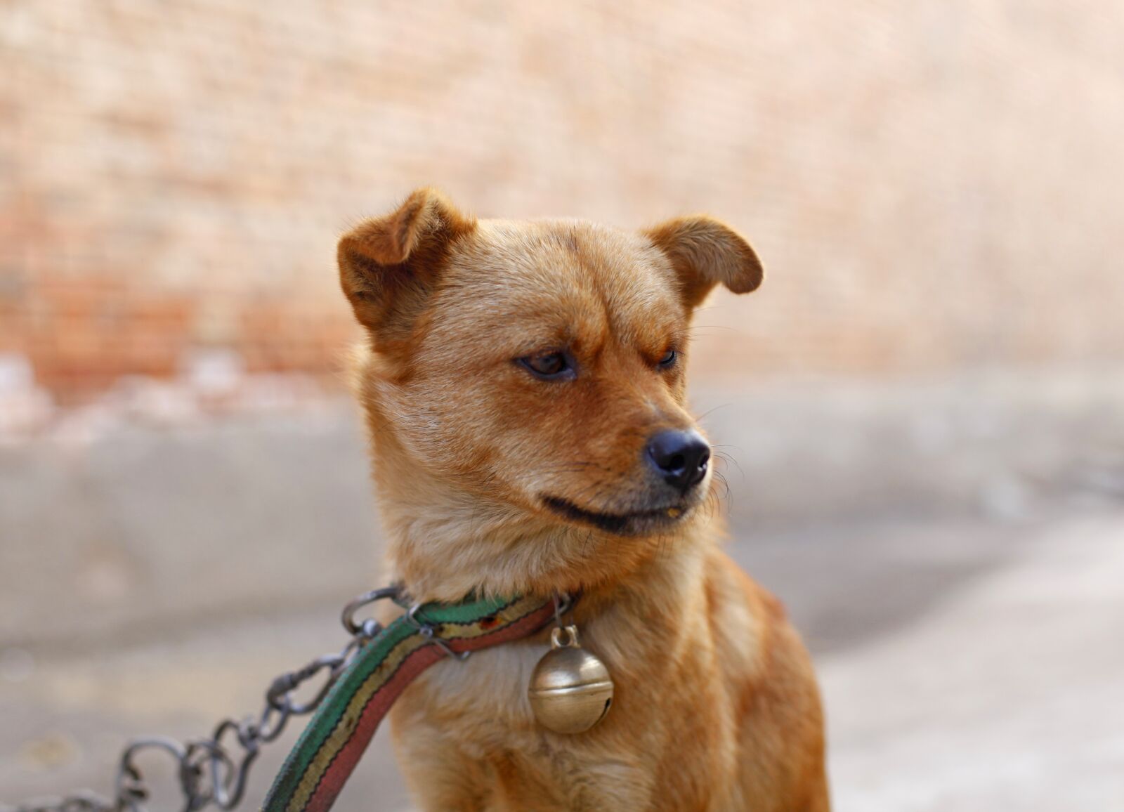 Canon EOS 5D Mark II sample photo. Dog, pets, animal photography