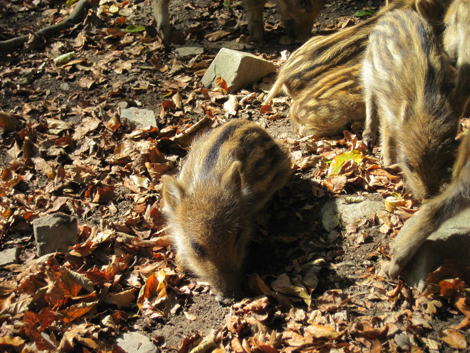 Canon PowerShot D10 sample photo. Little pig, wild boars photography