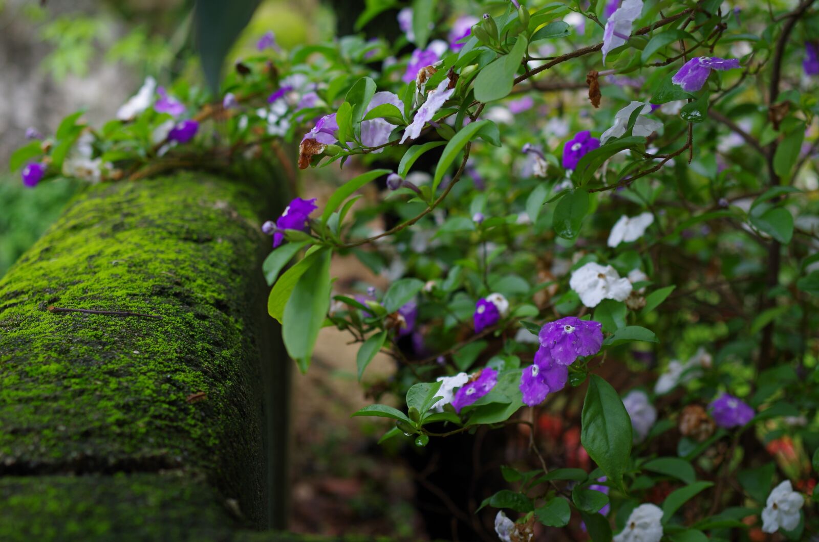 Pentax K-50 sample photo. Flower, plant, nature photography