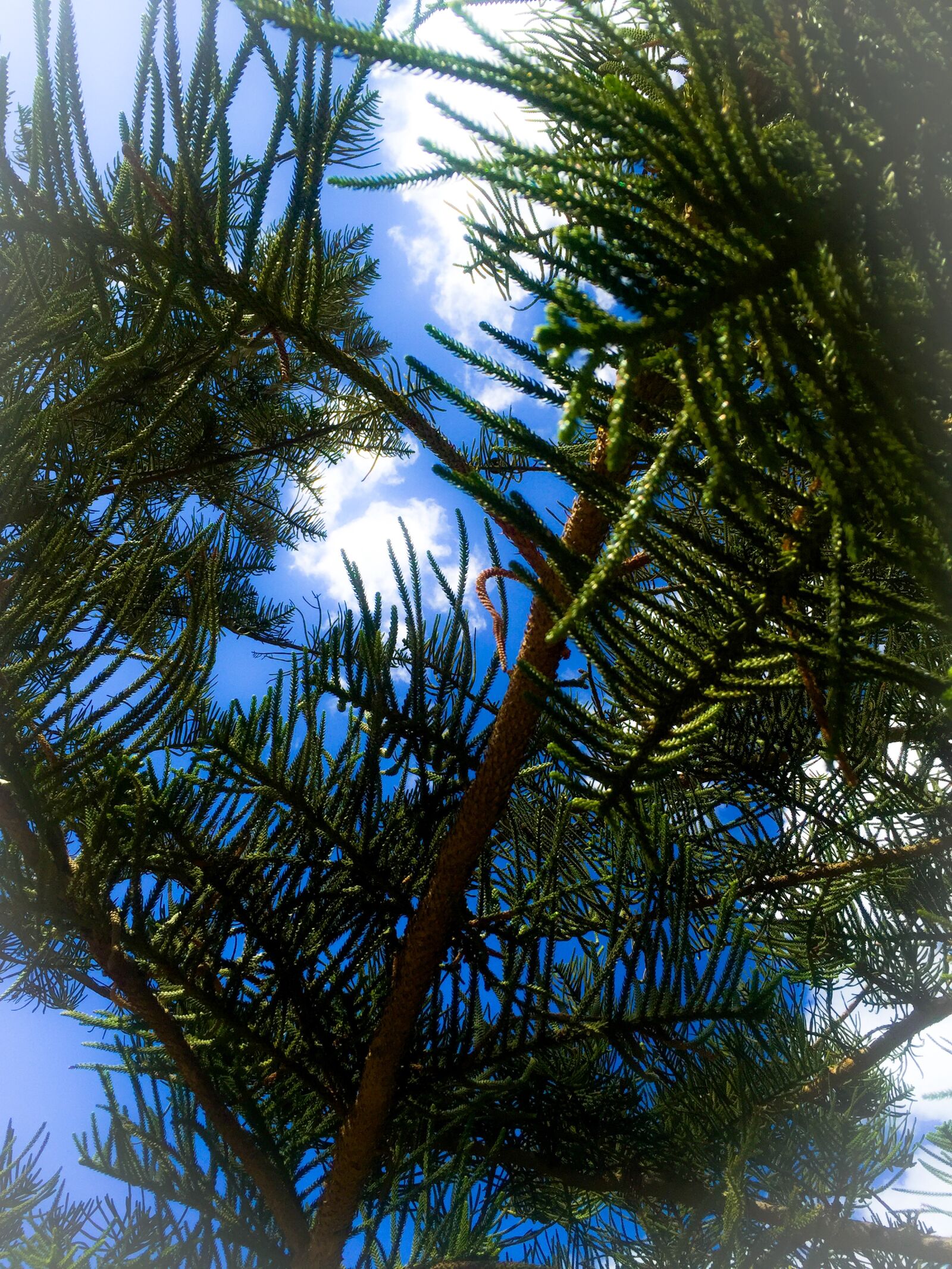 iPhone 6 back camera 4.15mm f/2.2 sample photo. Sky, greenish, trees, clouds photography