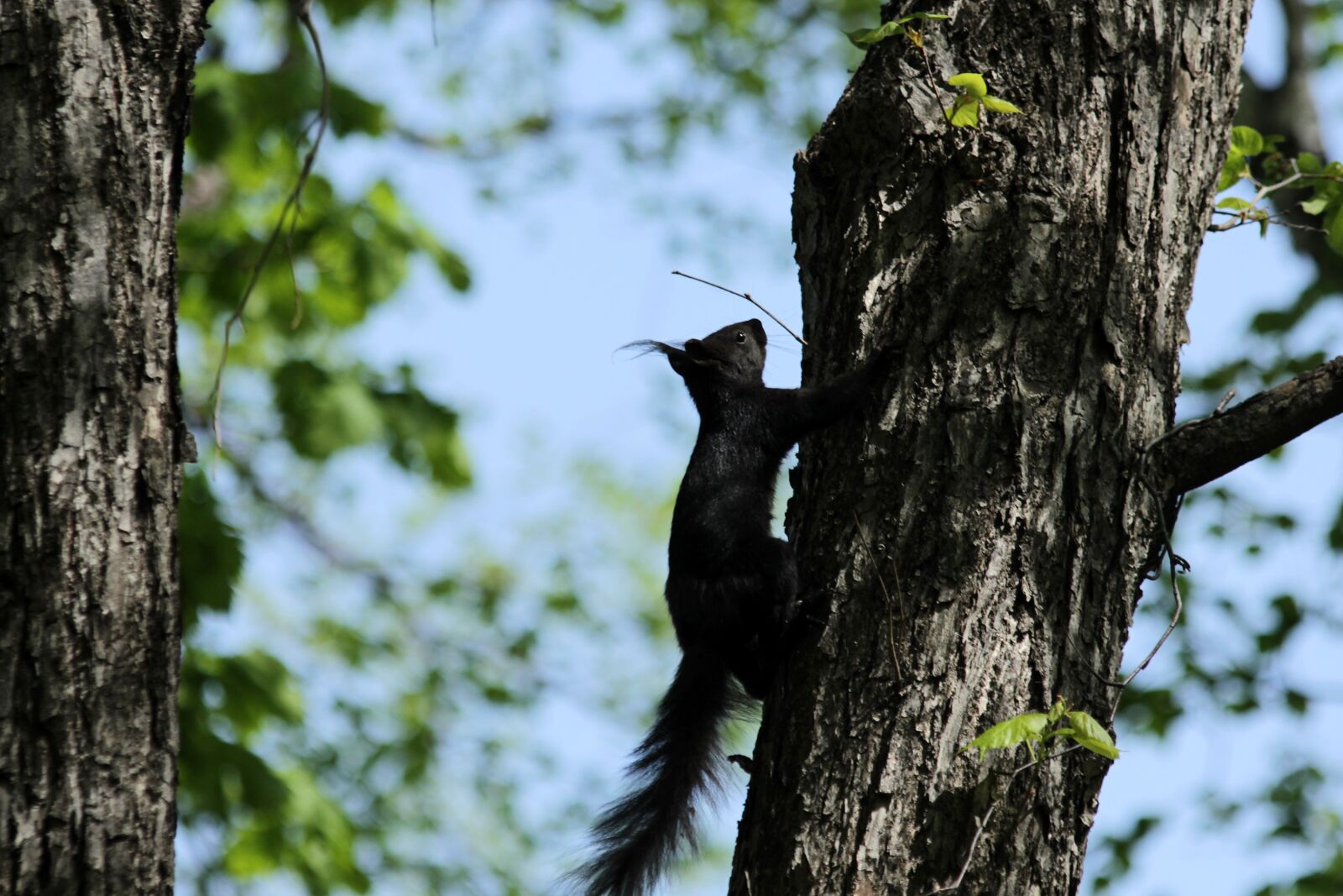 Canon EOS 650D (EOS Rebel T4i / EOS Kiss X6i) sample photo. Squirrel, black squirrel, rodent photography
