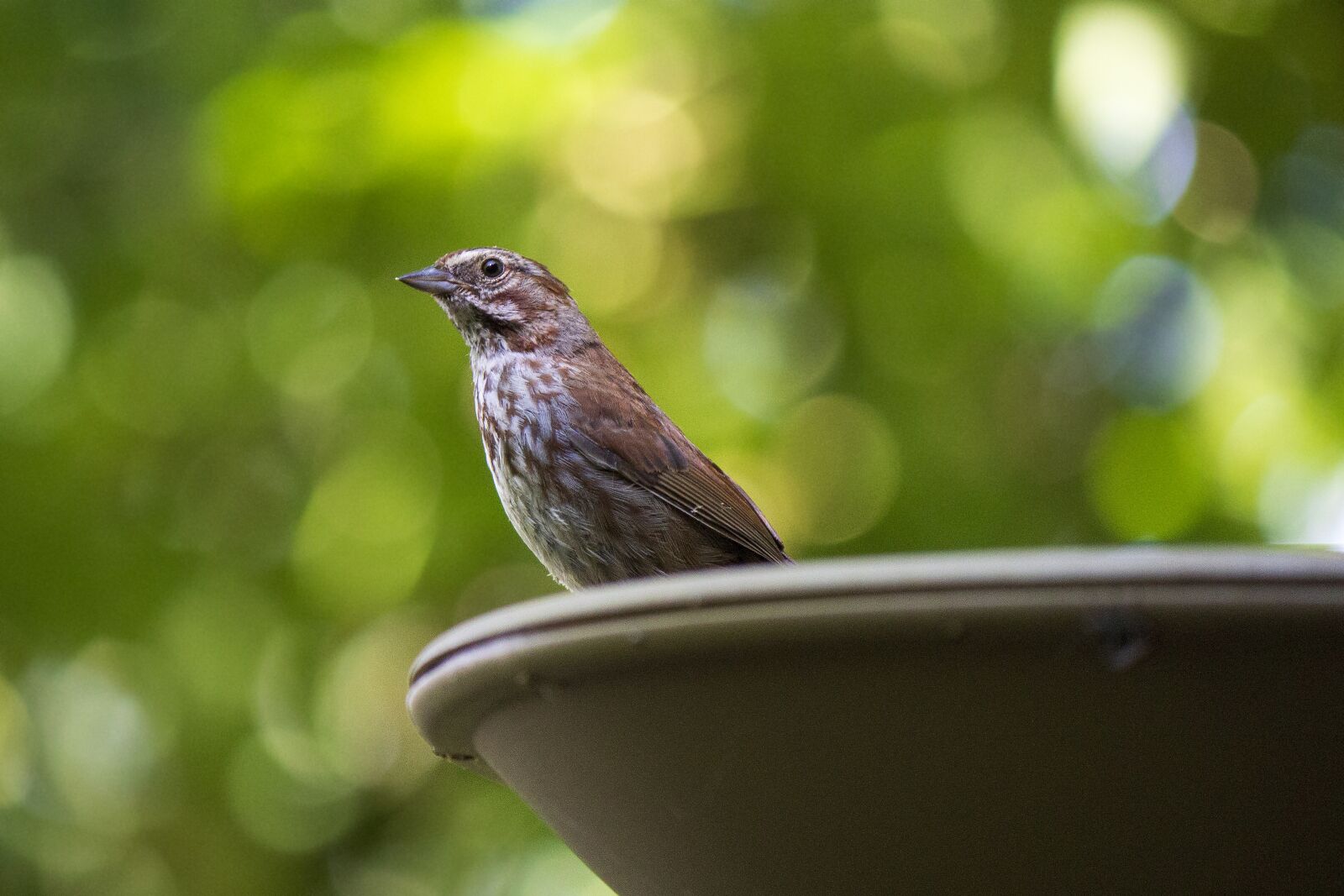 Canon EOS 600D (Rebel EOS T3i / EOS Kiss X5) sample photo. Sparrow, bird, perched photography