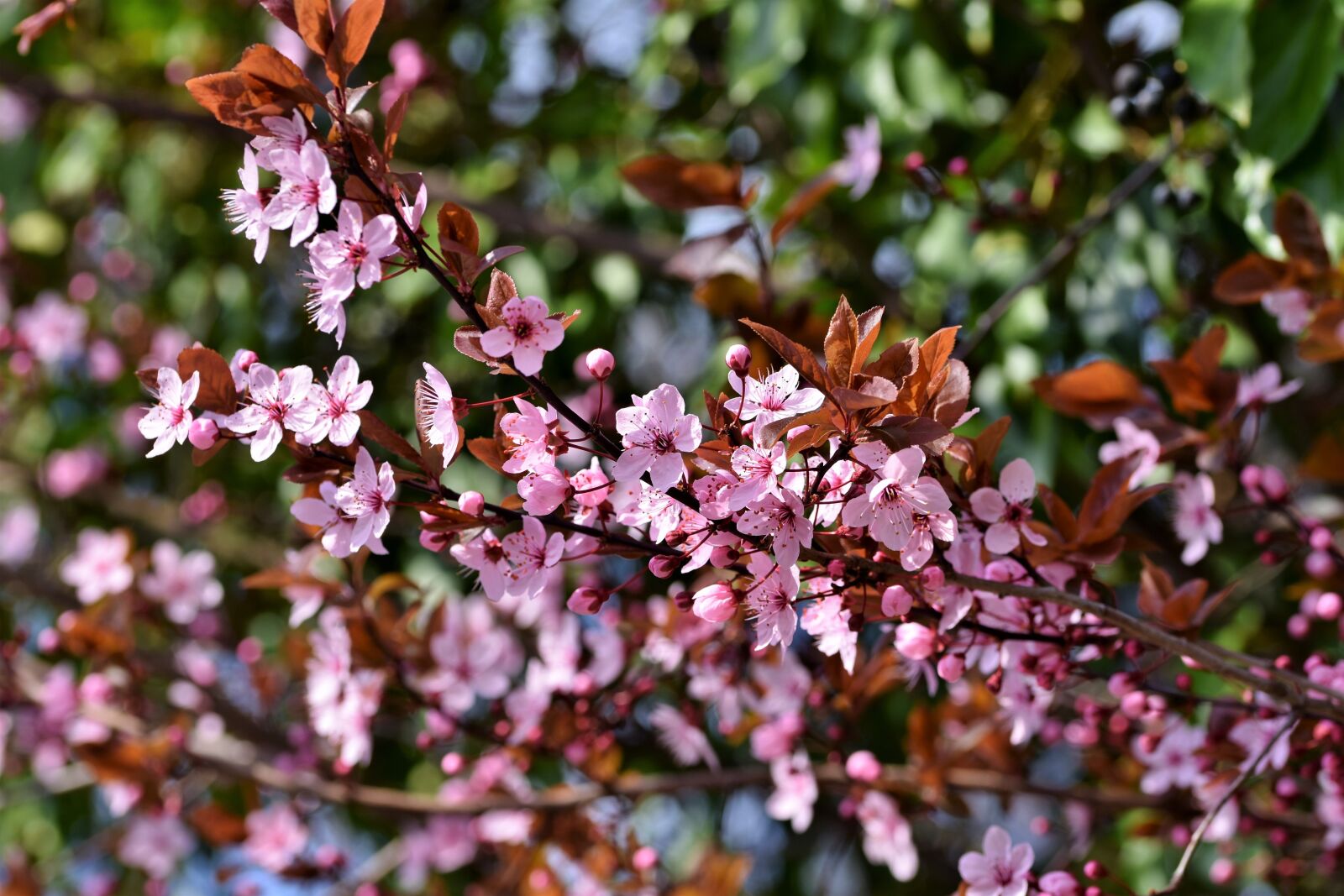 Nikon D7200 sample photo. Ornamental cherry, cherry blossoms photography
