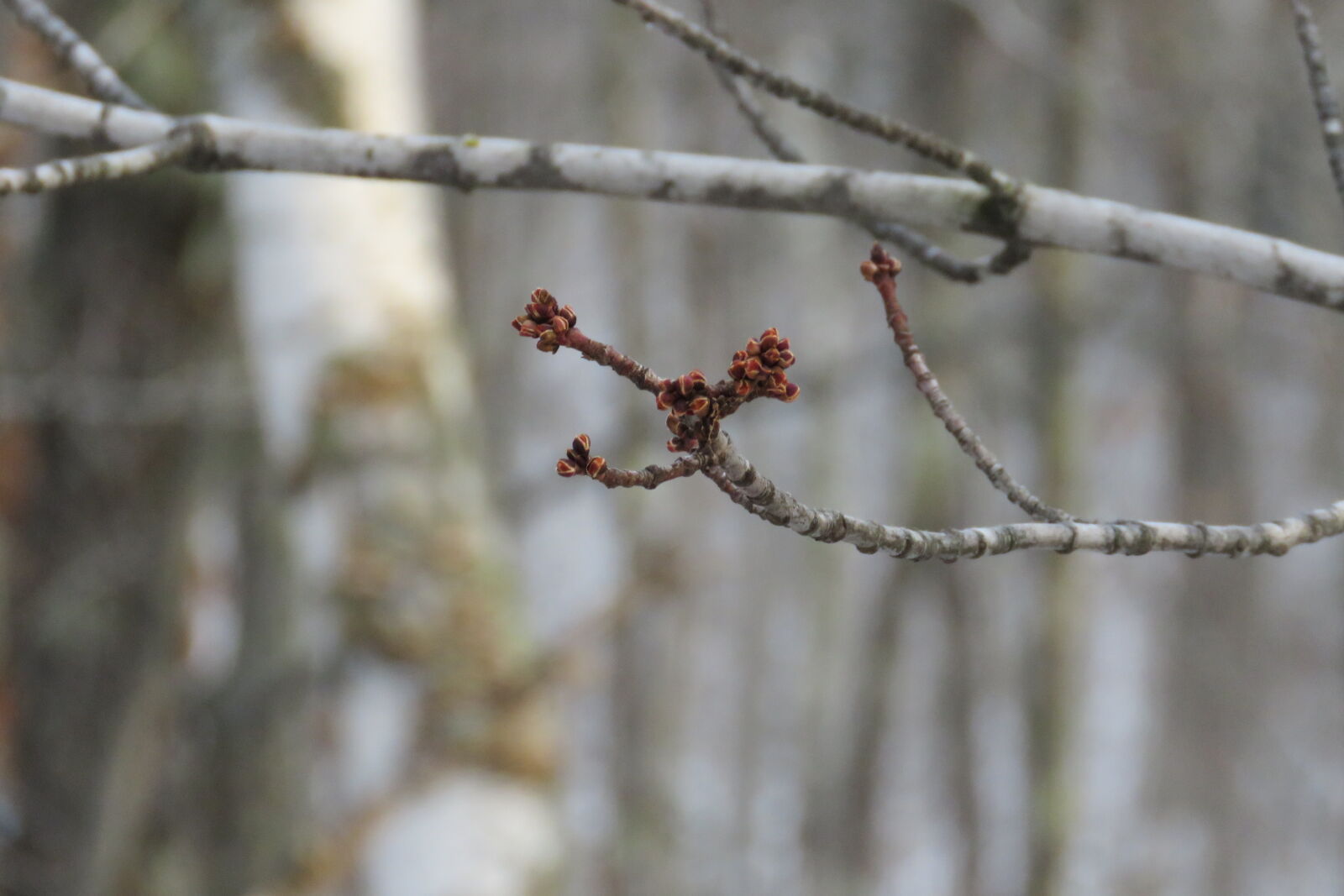 Canon PowerShot SX60 HS sample photo. Forest, tree, bud photography