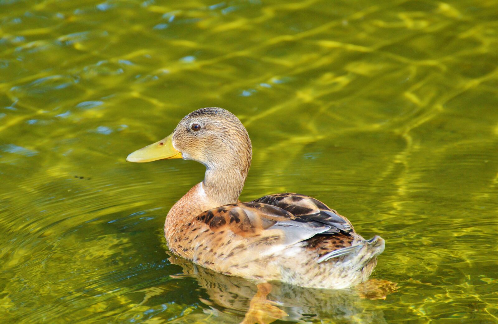 Nikon D3200 sample photo. Ducks, young duck, waterfowl photography