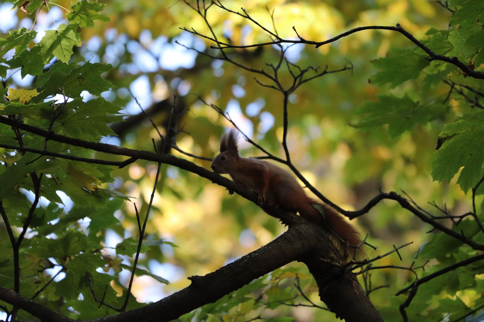 Canon EOS 77D (EOS 9000D / EOS 770D) + Canon EF 70-300 F4-5.6 IS II USM sample photo. Squirrel, nuts, tree photography