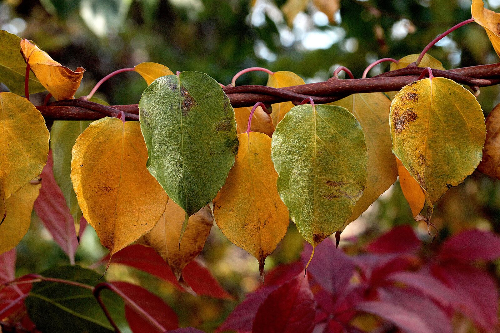 Canon EOS 5D Mark II sample photo. Foliage, autumn, autumn colors photography