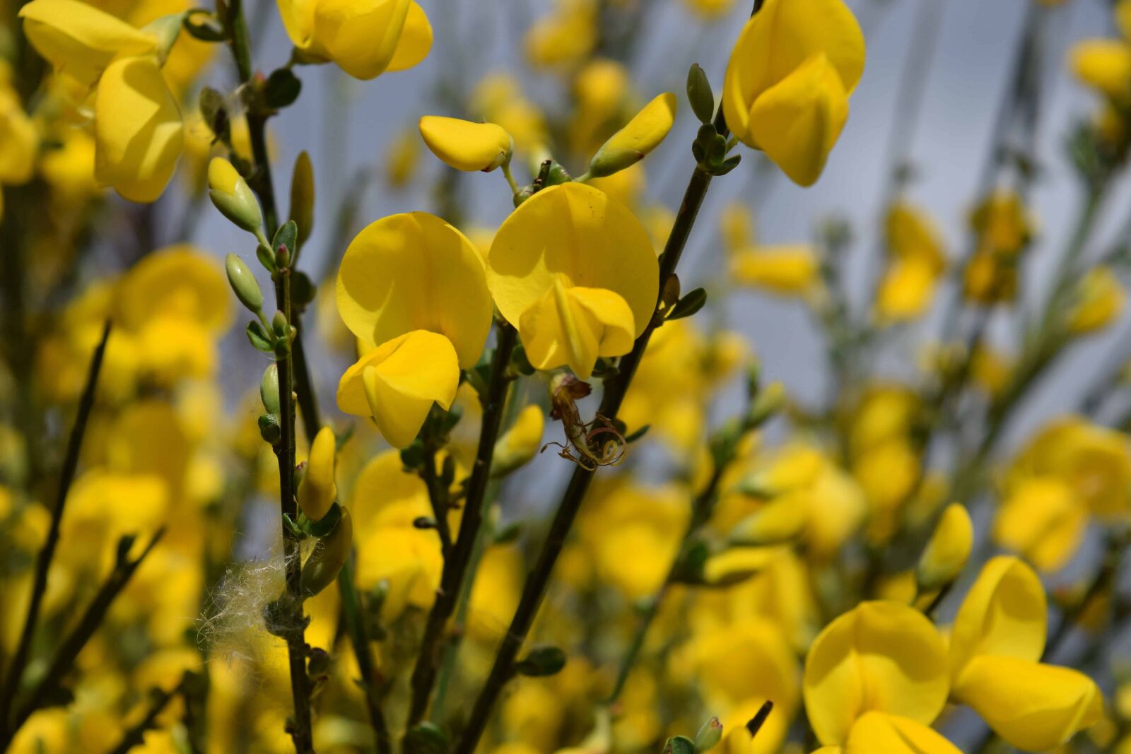 Nikon D3300 sample photo. Wildflower, flora, nature, field photography