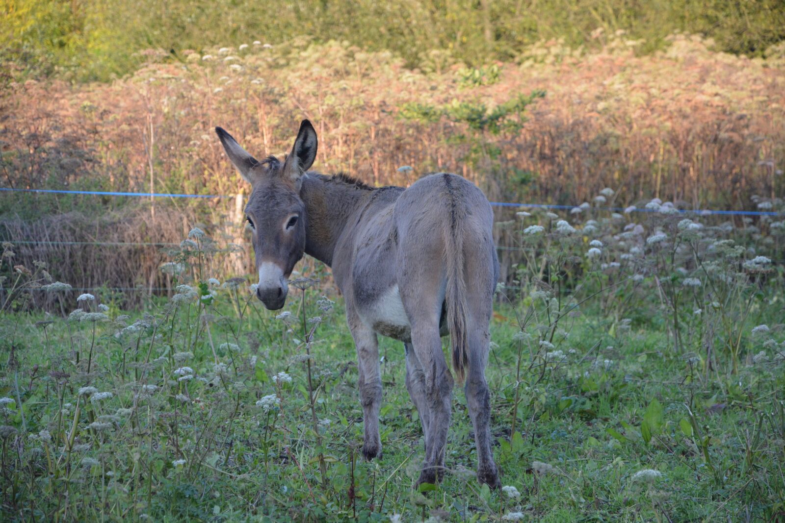 Nikon D5200 sample photo. Donkey, equines, gray donkey photography