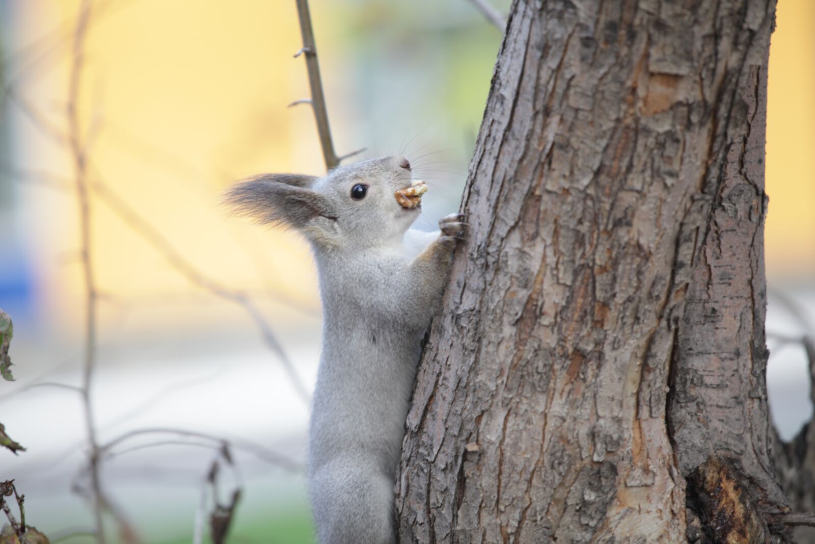 Canon EOS 5D Mark II sample photo. Squirrel, nature, animals photography
