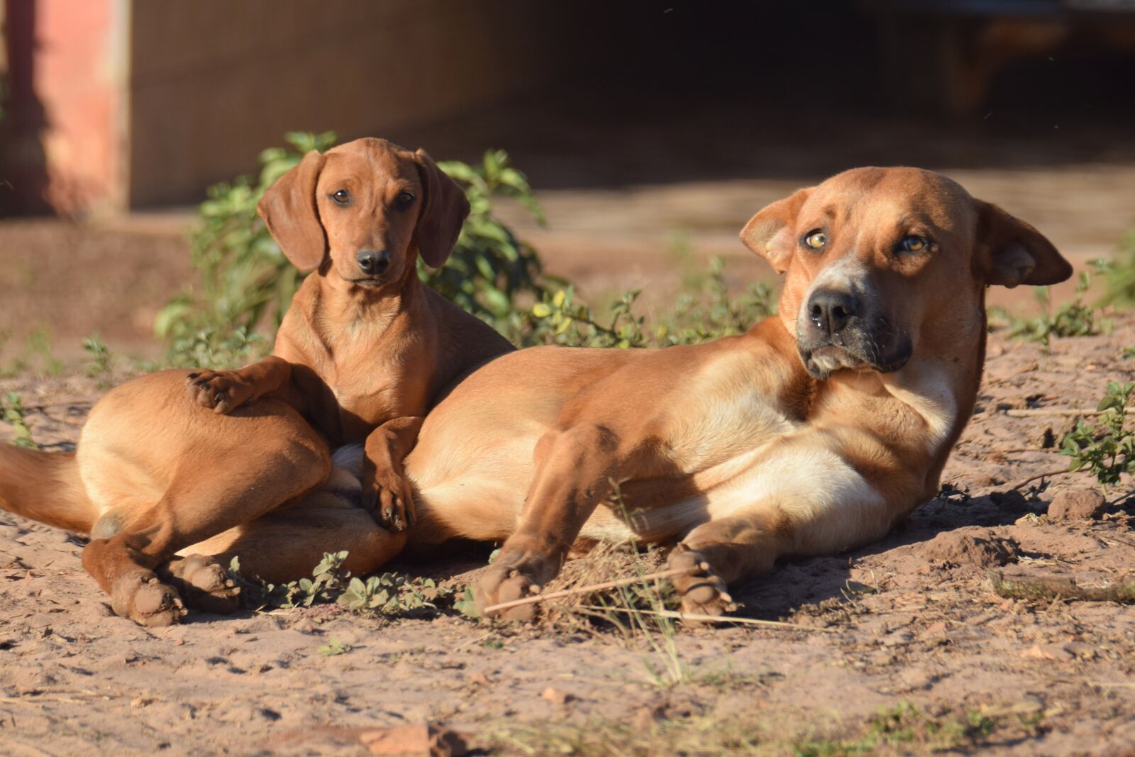 Nikon D5300 sample photo. Dog, animal, pet photography