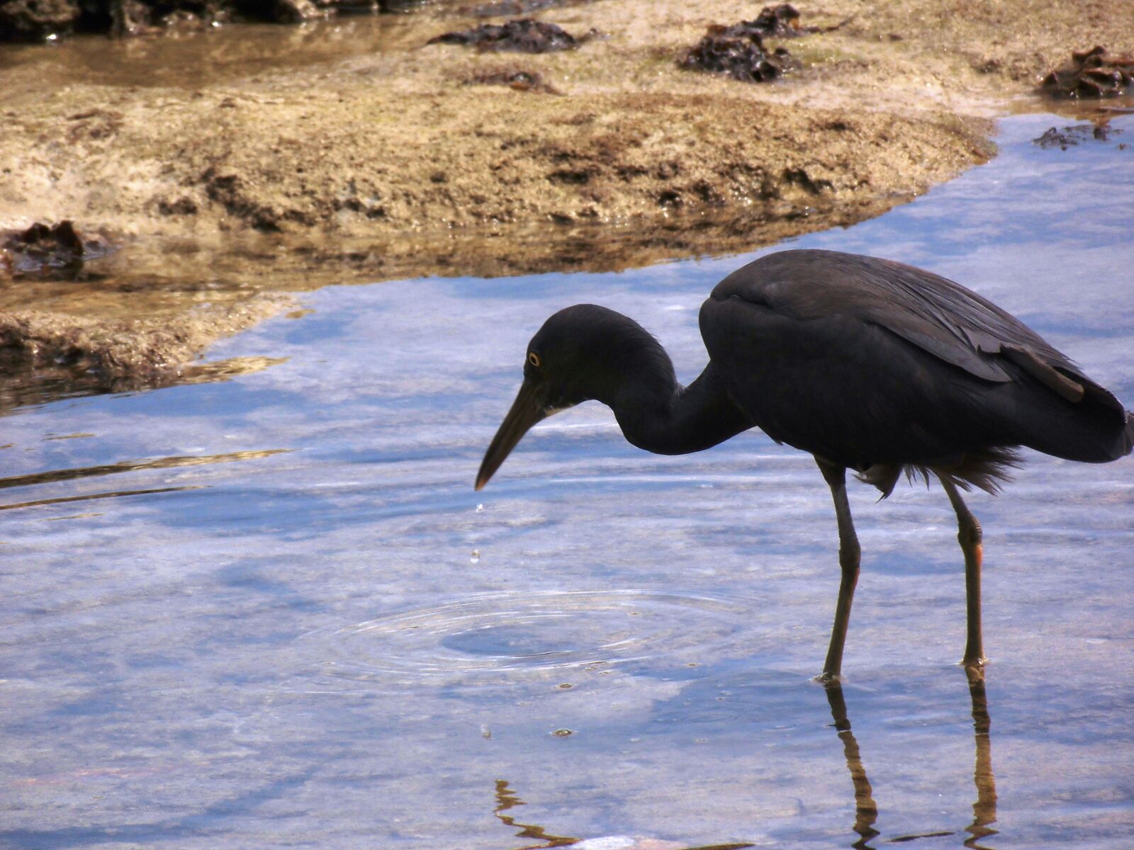 MEDION MD86824 sample photo. Birds, beach, sand photography