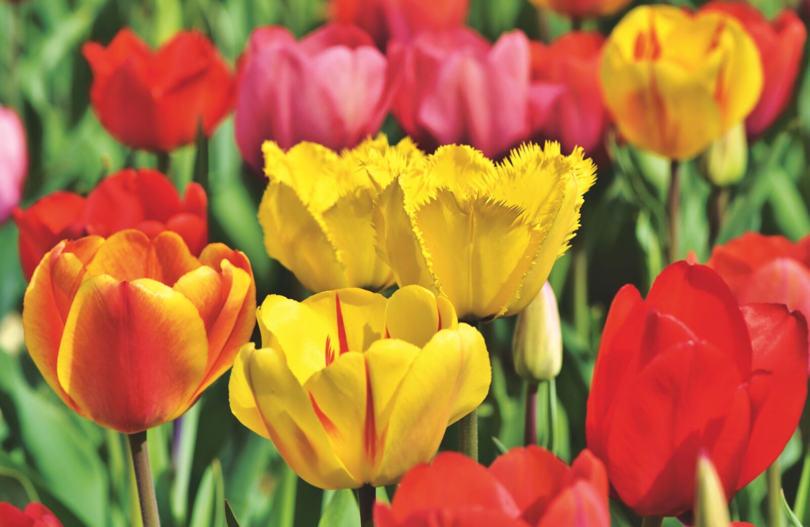 Nikon D7200 sample photo. Tulips, tulip field, bloom photography