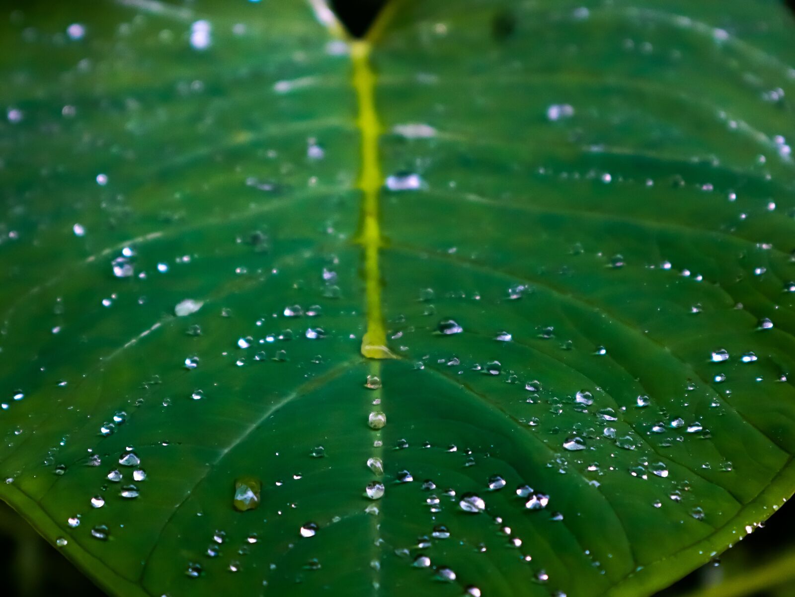 Canon EF-M 15-45mm F3.5-6.3 IS STM sample photo. Nature, leaf, spirituality photography