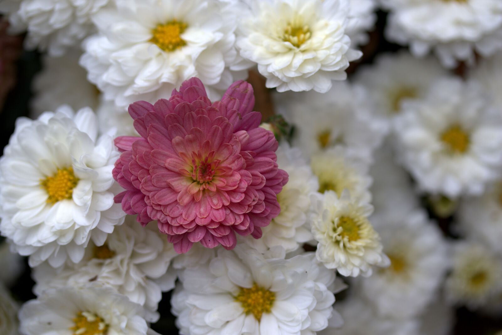 Canon EF-S 60mm F2.8 Macro USM sample photo. Chrysanthemum, tufanica, flower photography